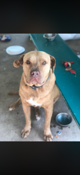 Lost Male Dog last seen John west road, Douglasville, GA 30187