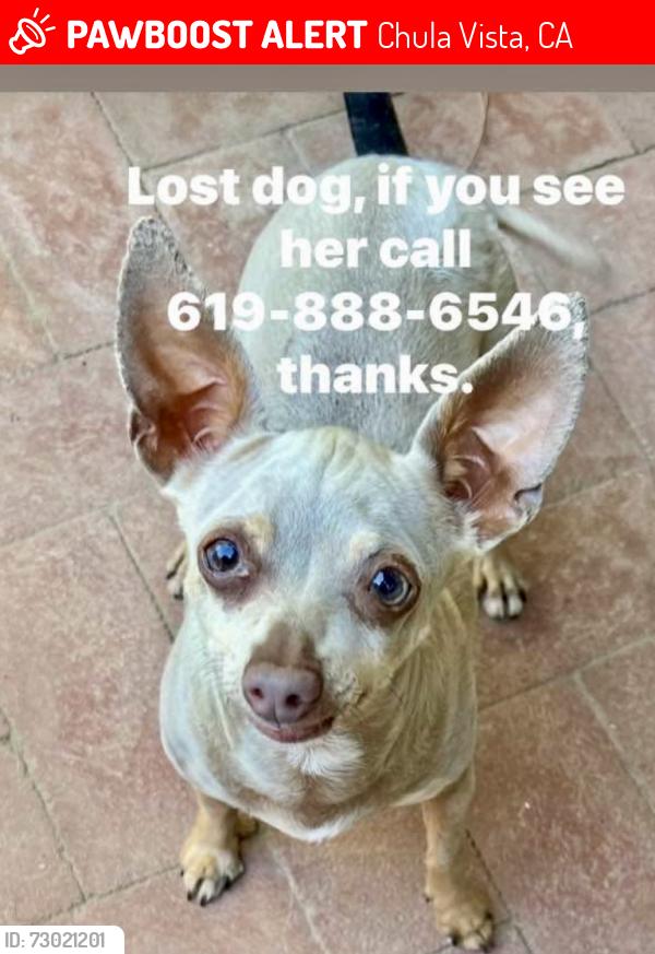 Lost Female Dog last seen Blackwood , Chula Vista, CA 91910