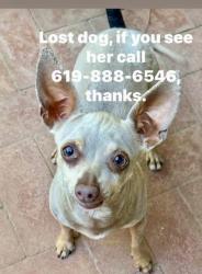 Lost Female Dog last seen Blackwood , Chula Vista, CA 91910