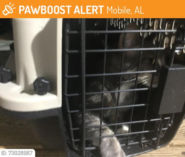 Found/Stray Unknown Cat last seen Hamilton Creek Dr. S., Mobile, AL 36695