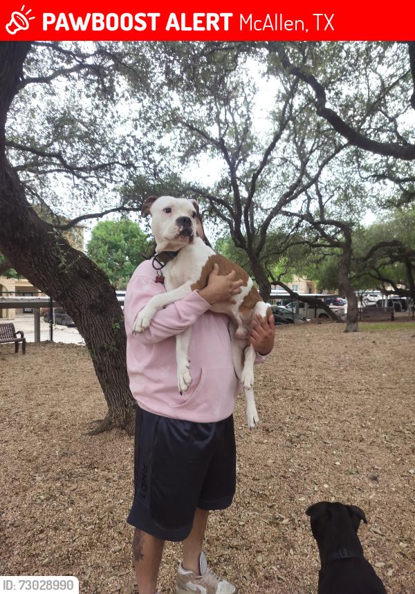 Lost Male Dog last seen Ware road, McAllen, TX 78504