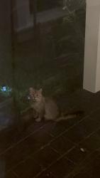 Found/Stray Unknown Cat last seen Corner of Northumberland and Brookland Park, Richmond, VA 23220