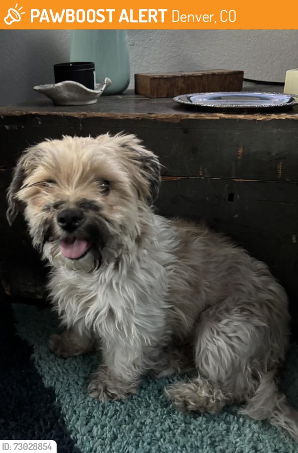 Found/Stray Unknown Dog last seen 30th Ave & Josephine St, Denver, CO 80205