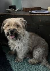 Found/Stray Unknown Dog last seen 30th Ave & Josephine St, Denver, CO 80205