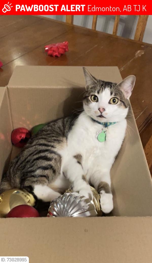 Lost Male Cat last seen Near 37a ave, Edmonton, AB T6J 0K5