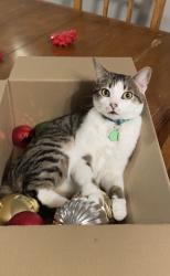 Lost Male Cat last seen Near 37a ave, Edmonton, AB T6J 0K5