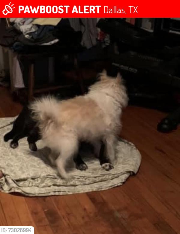 Lost Male Dog last seen Rio Grande Lake June Road Dallas Texas, Dallas, TX 75217