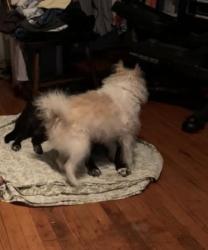 Lost Male Dog last seen Rio Grande Lake June Road Dallas Texas, Dallas, TX 75217