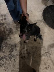 Found/Stray Unknown Dog last seen On SW 45th, Oklahoma City, OK 73119
