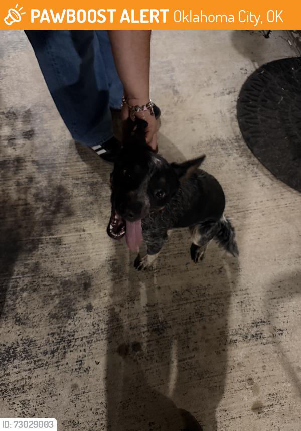 Found/Stray Unknown Dog last seen On SW 45th, Oklahoma City, OK 73119