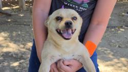 Found/Stray Male Dog last seen Olive and Calloway in the Celebrations neighborhood , Bakersfield, CA 93312