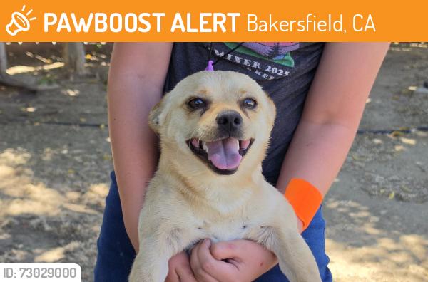 Found/Stray Male Dog last seen Olive and Calloway in the Celebrations neighborhood , Bakersfield, CA 93312