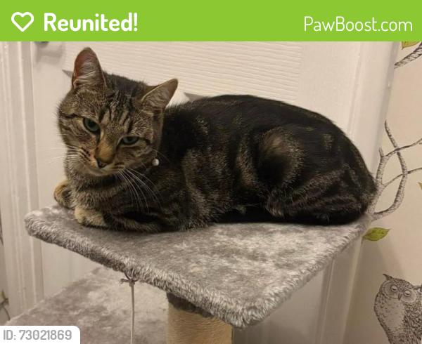 Reunited Male Cat last seen Oxford road,northumberland road, cambridge crescent, cumberland avenue, Kent, England ME15 7LX