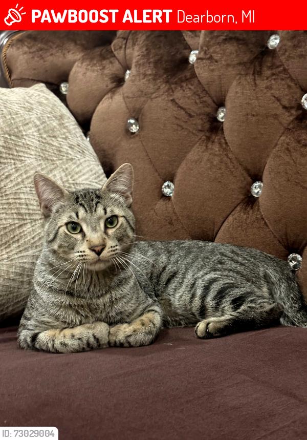 Lost Unknown Cat last seen Ford rd, levagood park, Dearborn, MI 48128
