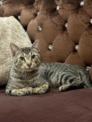 Lost Unknown Cat last seen Ford rd, levagood park, Dearborn, MI 48128
