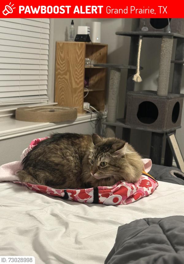 Lost Female Cat last seen Longhorn trl. Autumn Hl, Grand Prairie, TX 75052