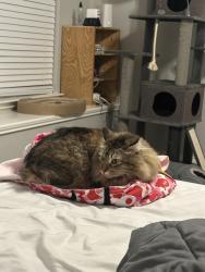 Lost Female Cat last seen Longhorn trl. Autumn Hl, Grand Prairie, TX 75052