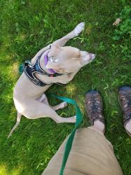 Lost Male Dog last seen NNE Behind the North Ave Alliance Church., Burlington, VT 05408