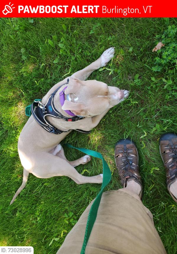 Lost Male Dog last seen NNE Behind the North Ave Alliance Church., Burlington, VT 05408