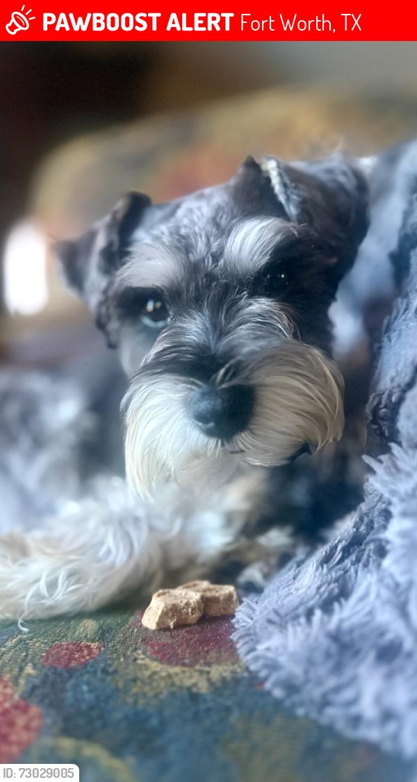 Lost Male Dog last seen Near South Fwy Fort Worth, TX  76134 United States, Fort Worth, TX 76134