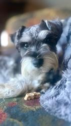 Lost Male Dog last seen Near South Fwy Fort Worth, TX  76134 United States, Fort Worth, TX 76134
