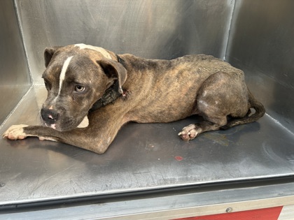 Shelter Stray Male Dog last seen Near Cobb Park Dr, Central District, TX, 355 Hillshire Dr, Haslet, TX 76052, USA