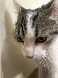 Found/Stray Female Cat last seen Pima and Wilmot/Tanque Verde, Tucson, AZ 85712
