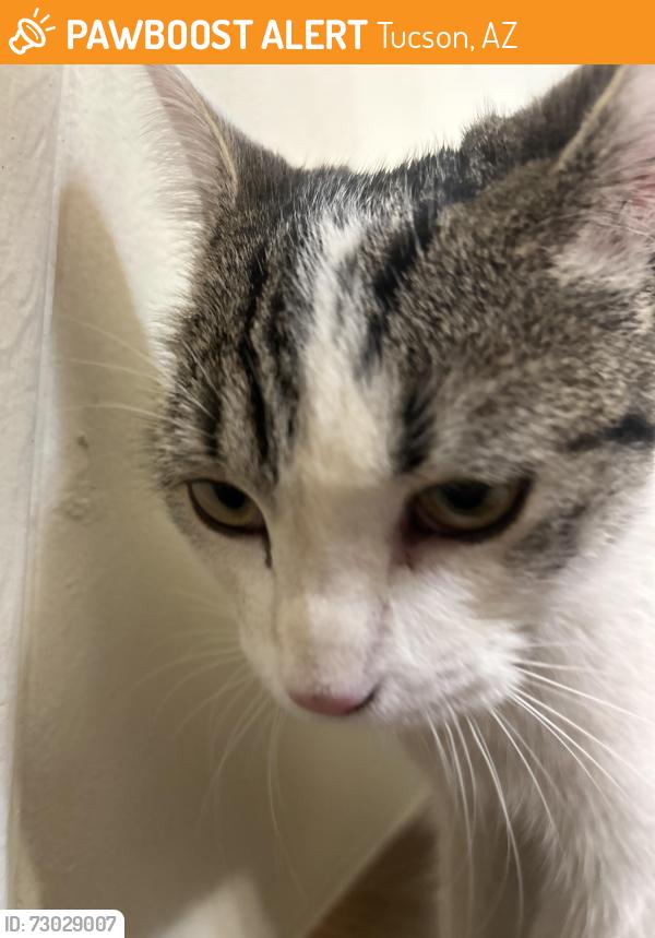 Found/Stray Female Cat last seen Pima and Wilmot/Tanque Verde, Tucson, AZ 85712