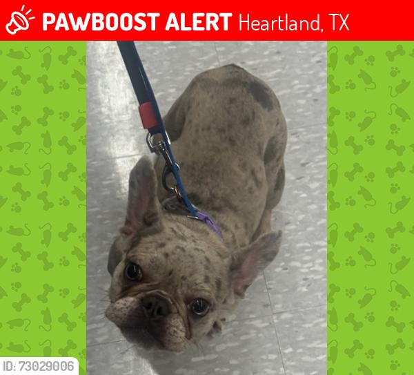 Lost Female Dog last seen Summerfield Drive Crandall TX, Heartland, TX 75114