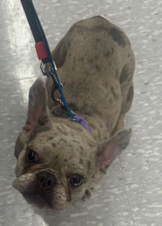 Lost Female Dog last seen Summerfield Drive Crandall TX, Heartland, TX 75114