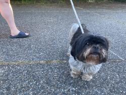 Reunited Male Dog last seen Esperance park, edmonds wa, Edmonds, WA 98026