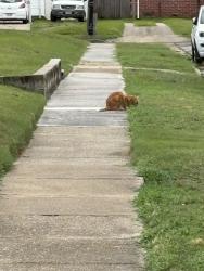 Found/Stray Unknown Cat last seen Near Haven Drive, Norfolk, VA 23503