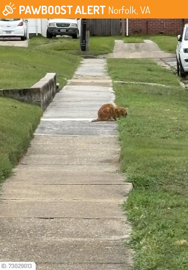 Found/Stray Unknown Cat last seen Near Haven Drive, Norfolk, VA 23503
