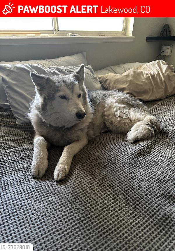 Lost Female Dog last seen Kipling and Morrison , Lakewood, CO 80227