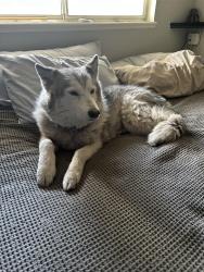 Lost Female Dog last seen Kipling and Morrison , Lakewood, CO 80227