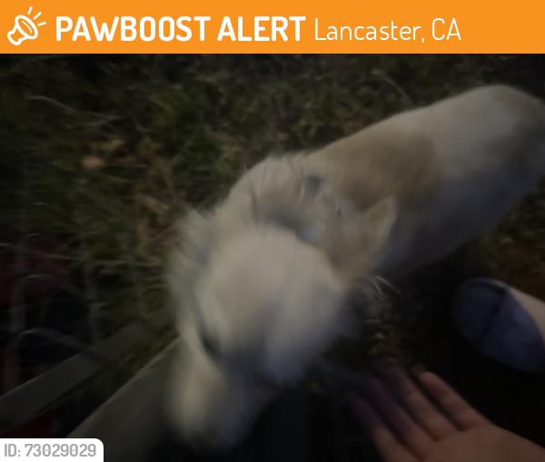 Found/Stray Male Dog last seen Avenue i, Lancaster, CA 93534