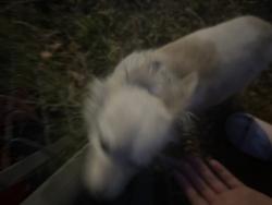 Found/Stray Male Dog last seen Avenue i, Lancaster, CA 93534