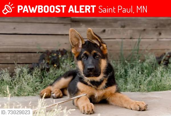 Lost Female Dog last seen My thrift and Rice, Saint Paul, MN 55106