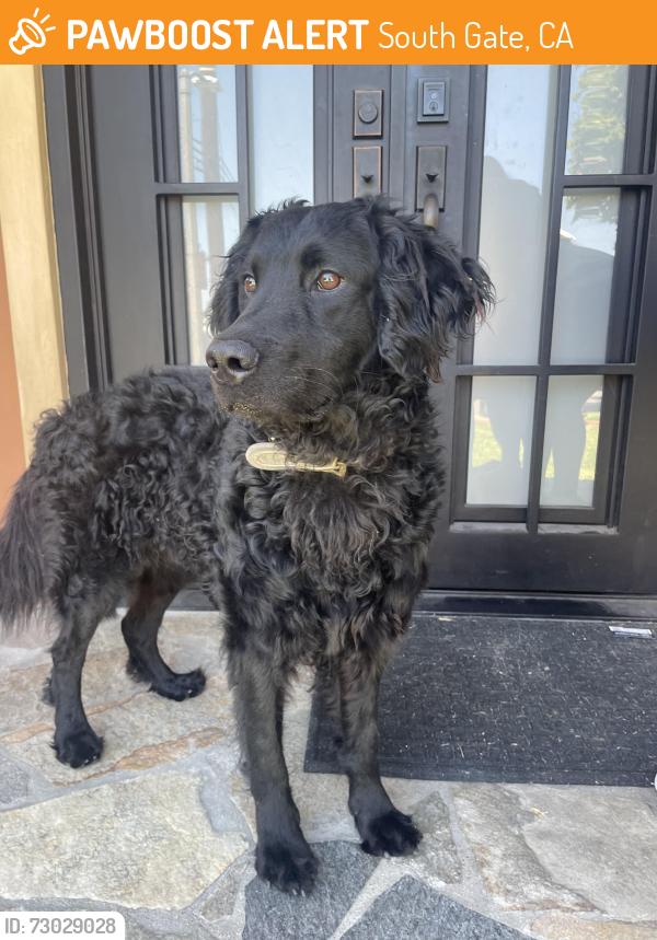 Found/Stray Male Dog last seen Abbott & Walnut Ave., South Gate, CA 90280
