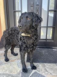 Found/Stray Male Dog last seen Abbott & Walnut Ave., South Gate, CA 90280