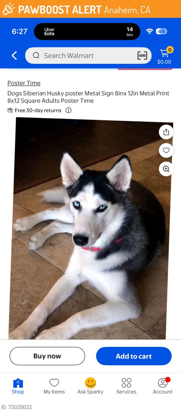Found/Stray Unknown Dog last seen Katella stadium way , Anaheim, CA 92806