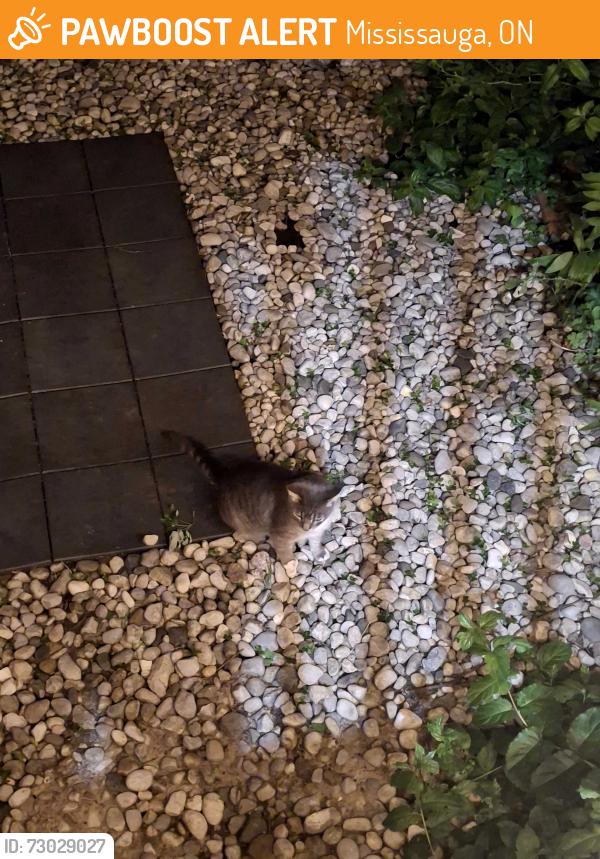 Found/Stray Unknown Cat last seen Thornlodge Park, Mississauga, ON 