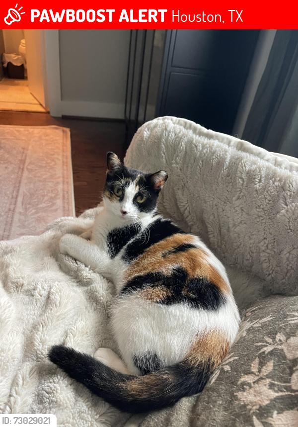 Lost Female Cat last seen Darling st , Houston, TX 77007