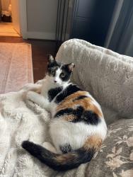 Lost Female Cat last seen Darling st , Houston, TX 77007