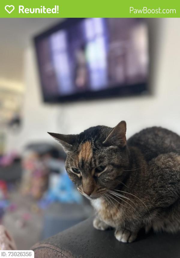 Reunited Female Cat last seen Grandview, Crest Hill, IL 60403