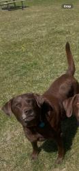Lost Male Dog last seen 31st. Ave. E West fargo ND., West Fargo, ND 58078