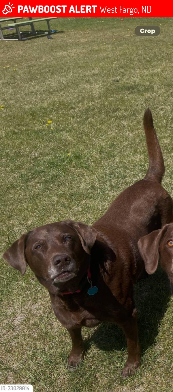 Lost Male Dog last seen 31st. Ave. E West fargo ND., West Fargo, ND 58078