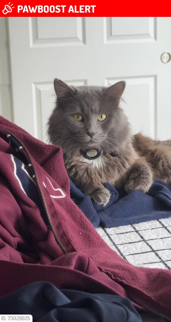 Lost Male Cat last seen Saw him running on Willow Lead, Canal Winchester, OH 43110