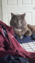 Lost Male Cat last seen Saw him running on Willow Lead, Canal Winchester, OH 43110