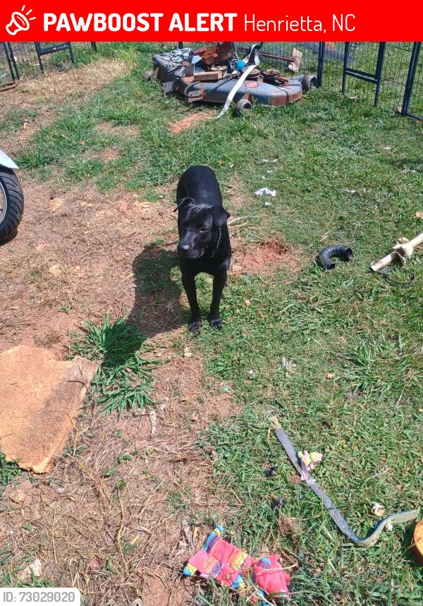 Lost Male Dog last seen Parr st,highland avenue ,Harris Henrietta Rd , Henrietta, NC 28024
